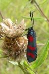 Zygaena filipendulae