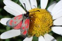 Zygaena loti