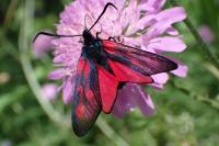 Zygaena minos