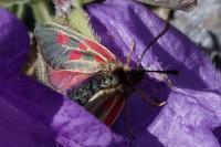 Zygaena exulans