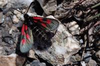 Zygaena exulans