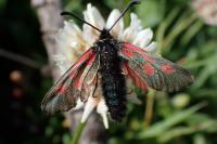 Zygaena exulans