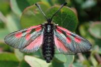 Zygaena exulans