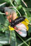 Zygaena exulans