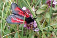 Zygaena purpuralis