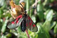 Zygaena exulans