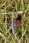 Zygaena anthyllidis