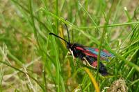 Zygaena anthyllidis