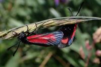 Zygaena purpuralis