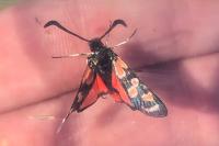 Zygaena occitanica