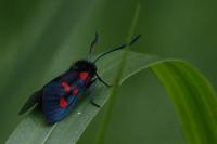 Zygaena filipendulae