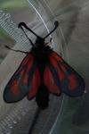 Zygaena loti