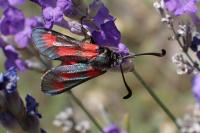 Zygaena sarpedon