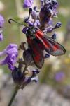 Zygaena sarpedon