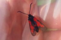 Zygaena trifolii