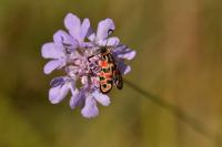 Zygaena fausta