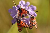 Zygaena filipendulae / transalpina OU Zygaena transalpina / hippocrepidis