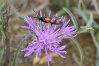 Zygaena transalpina