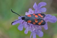 Zygaena transalpina