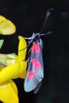 Zygaena trifolii