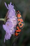 Zygaena fausta