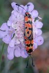 Zygaena fausta