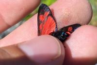 Zygaena filipendulae