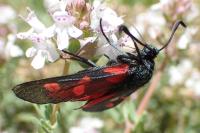 Zygaena filipendulae