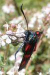 Zygaena filipendulae