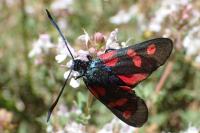 Zygaena filipendulae