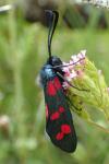 Zygaena filipendulae