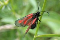 Zygaena romeo