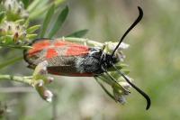 Zygaena rhadamanthus