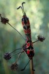 Zygaena fausta