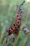 Zygaena fausta