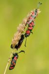 Zygaena carniolica