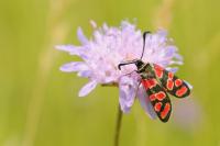 Zygaena carniolica