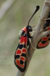 Zygaena fausta