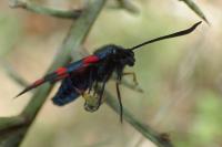 Zygaena transalpina