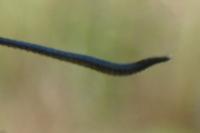 Zygaena transalpina
