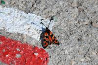 Zygaena fausta