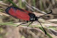 Zygaena erythrus