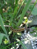 Zygaena filipendulae / transalpina OU Zygaena transalpina / hippocrepidis
