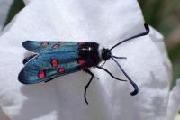 Zygaena lavandulae