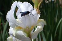 Zygaena lavandulae