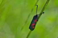 Zygaena trifolii