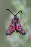 Zygaena rhadamanthus
