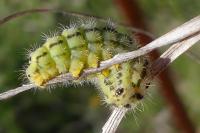Zygaena transalpina