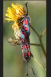 Zygaena rhadamanthus