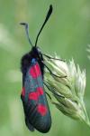 Zygaena trifolii